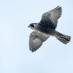 Preview wallpaper peregrine falcon, bird, wings, flight, sky