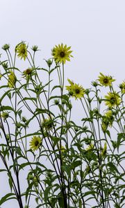 Preview wallpaper perennial sunflower, sunflowers, flowers, sky