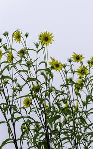 Preview wallpaper perennial sunflower, sunflowers, flowers, sky