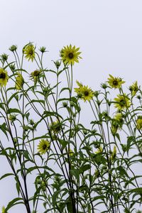 Preview wallpaper perennial sunflower, sunflowers, flowers, sky