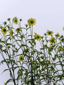 Preview wallpaper perennial sunflower, sunflowers, flowers, sky