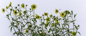 Preview wallpaper perennial sunflower, sunflowers, flowers, sky