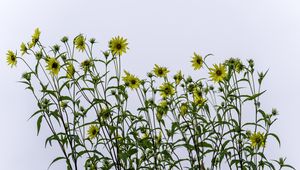 Preview wallpaper perennial sunflower, sunflowers, flowers, sky