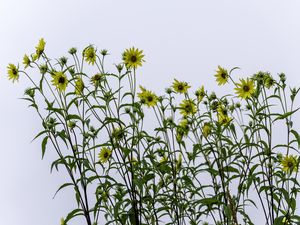 Preview wallpaper perennial sunflower, sunflowers, flowers, sky