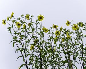 Preview wallpaper perennial sunflower, sunflowers, flowers, sky