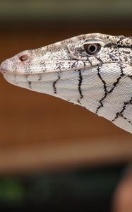 Preview wallpaper perentie, lizard, reptile