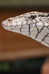 Preview wallpaper perentie, lizard, reptile