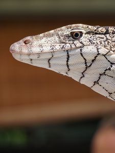 Preview wallpaper perentie, lizard, reptile