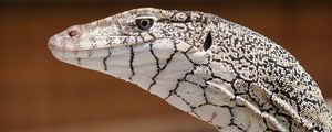 Preview wallpaper perentie, lizard, reptile