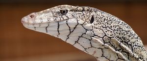 Preview wallpaper perentie, lizard, reptile