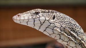 Preview wallpaper perentie, lizard, reptile