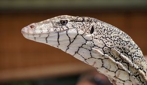 Preview wallpaper perentie, lizard, reptile