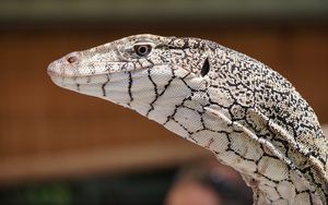 Preview wallpaper perentie, lizard, reptile