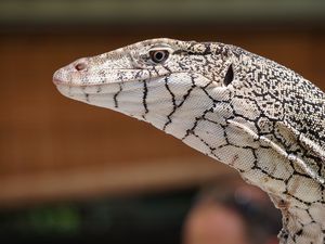 Preview wallpaper perentie, lizard, reptile