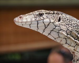 Preview wallpaper perentie, lizard, reptile