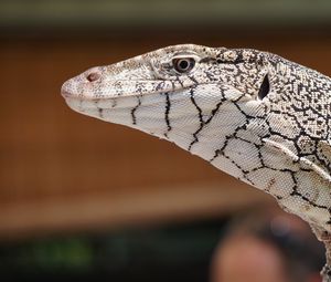 Preview wallpaper perentie, lizard, reptile