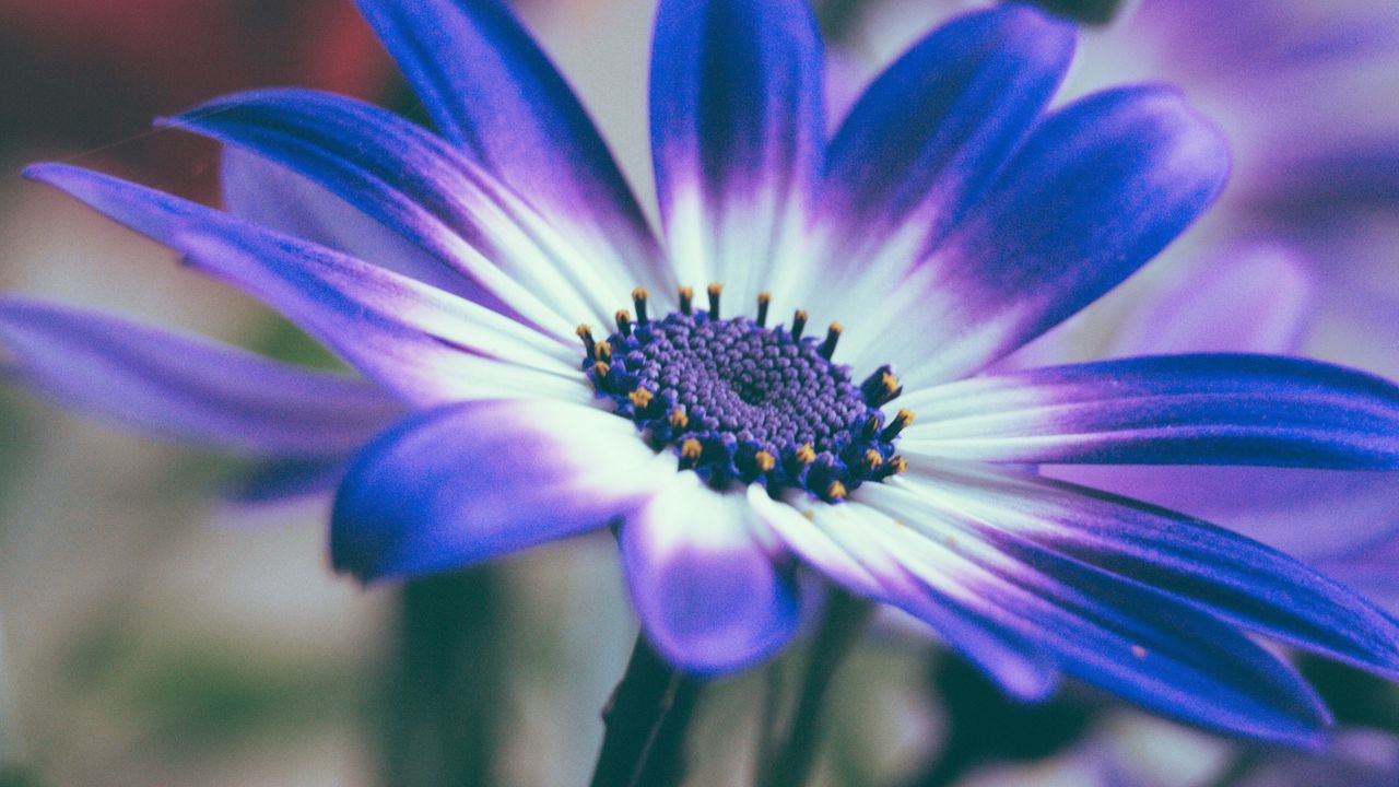 Wallpaper pericallis, flower, petals, blue, macro
