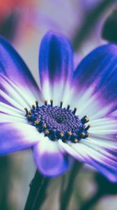 Preview wallpaper pericallis, flower, petals, blue, macro