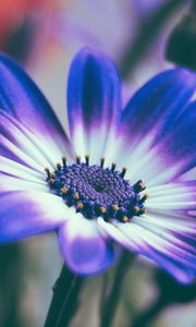Preview wallpaper pericallis, flower, petals, blue, macro