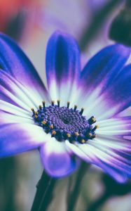 Preview wallpaper pericallis, flower, petals, blue, macro
