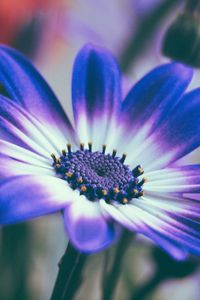 Preview wallpaper pericallis, flower, petals, blue, macro