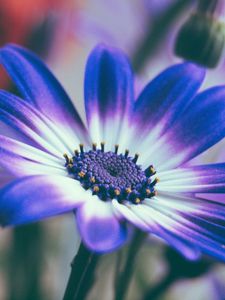 Preview wallpaper pericallis, flower, petals, blue, macro