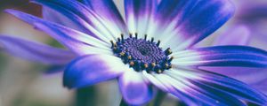 Preview wallpaper pericallis, flower, petals, blue, macro
