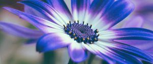 Preview wallpaper pericallis, flower, petals, blue, macro