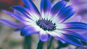 Preview wallpaper pericallis, flower, petals, blue, macro