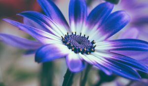 Preview wallpaper pericallis, flower, petals, blue, macro