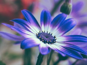 Preview wallpaper pericallis, flower, petals, blue, macro