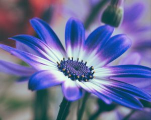 Preview wallpaper pericallis, flower, petals, blue, macro