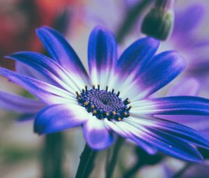 Preview wallpaper pericallis, flower, petals, blue, macro