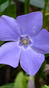 Preview wallpaper periwinkle, flower, petals, purple, nature