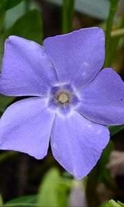 Preview wallpaper periwinkle, flower, petals, purple, nature