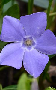 Preview wallpaper periwinkle, flower, petals, purple, nature