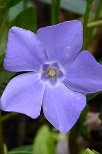 Preview wallpaper periwinkle, flower, petals, purple, nature