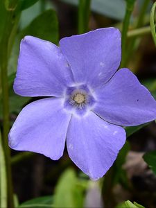 Preview wallpaper periwinkle, flower, petals, purple, nature