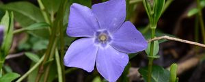 Preview wallpaper periwinkle, flower, petals, purple, nature