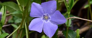 Preview wallpaper periwinkle, flower, petals, purple, nature