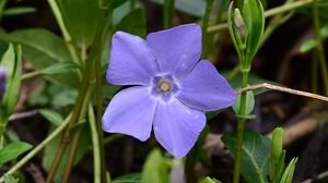 Preview wallpaper periwinkle, flower, petals, purple, nature