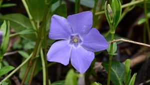Preview wallpaper periwinkle, flower, petals, purple, nature