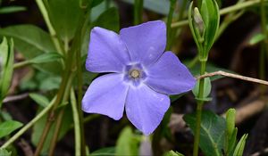 Preview wallpaper periwinkle, flower, petals, purple, nature