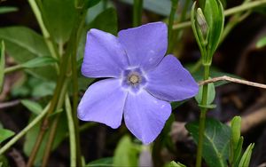 Preview wallpaper periwinkle, flower, petals, purple, nature