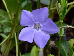 Preview wallpaper periwinkle, flower, petals, purple, nature