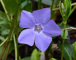 Preview wallpaper periwinkle, flower, petals, purple, nature