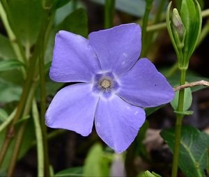 Preview wallpaper periwinkle, flower, petals, purple, nature