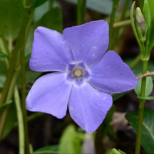 Preview wallpaper periwinkle, flower, petals, purple, nature