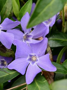 Preview wallpaper periwinkle, flowers, petals, purple, leaves