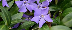 Preview wallpaper periwinkle, flowers, petals, purple, leaves